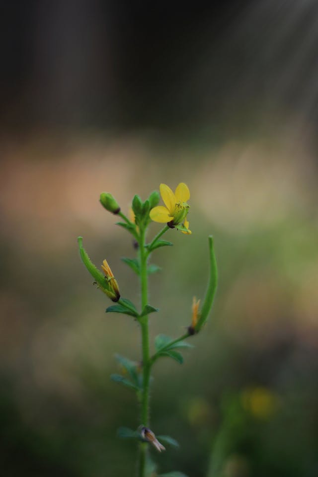 pexels mpmehul 29512013